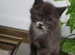 Rocky - Maine Coon Kitten For Sale - 