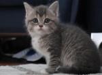 Tobby - Maine Coon Kitten For Sale - 