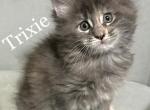 Trixie - Maine Coon Kitten For Sale - 