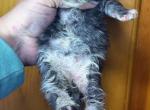 Uma - Maine Coon Kitten For Sale - 