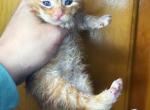 Usher - Maine Coon Kitten For Sale - 