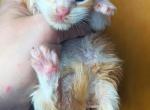 Urban - Maine Coon Kitten For Sale - 