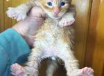 Uriel - Maine Coon Kitten For Sale - Greensburg, IN, US