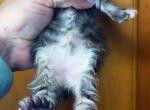 Ursula - Maine Coon Kitten For Sale - Greensburg, IN, US