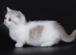 Ella munchkin standard fawn bicolor short legs - Munchkin Kitten For Sale - CA, US