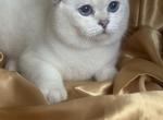 Zack - British Shorthair Kitten For Sale - IL, US