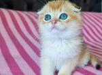 Marc golden shaded ny 11 scottish fold baby boy - Scottish Fold Kitten For Sale - CA, US