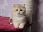 Wonka blue golden ay 12 british shorthair female - British Shorthair Kitten For Sale - CA, US