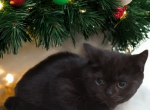 Black Kitten - British Shorthair Kitten For Sale - Reisterstown, MD, US