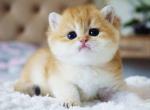 Boss orange golden ny 11 british shorthair male - British Shorthair Kitten For Sale - Dallas, TX, US