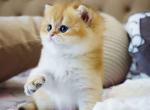 Billy orange golden ny 11 british shorthair male - British Shorthair Kitten For Sale - Dallas, TX, US