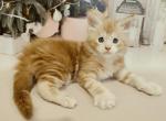 Enrike - Maine Coon Kitten For Sale - Hollywood, FL, US