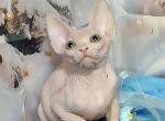 Ethan - Sphynx Kitten For Sale - Norwalk, CT, US