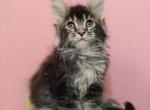 Emi - Maine Coon Kitten For Sale - Hollywood, FL, US