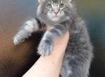 Eddy - Maine Coon Kitten For Sale - Hollywood, FL, US