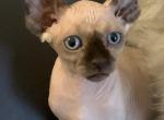 Litter B - Sphynx Kitten For Sale - Canton, OH, US