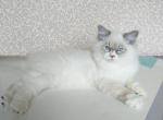 Timmons - Siberian Cat For Sale - Atlanta, GA, US