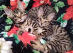 Bengals - Bengal Kitten For Sale - Davenport, FL, US