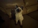 Siamese babies - Siamese Kitten For Sale - 