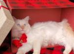 Oakley - Ragdoll Kitten For Sale - Orlando, FL, US