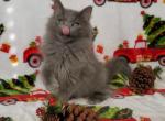 Bluebell Rare Blue Solid - Ragdoll Kitten For Sale - Orlando, FL, US