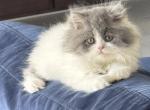 Jeremy - Persian Kitten For Sale - Naples, FL, US