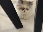 Baxter - Himalayan Kitten For Sale - Naples, FL, US