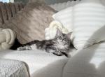 Silver marble Maine coon kitty - Maine Coon Kitten For Sale - Chicago, IL, US