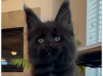 Монтерей - Maine Coon Kitten For Sale - Denver, CO, US