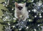 Blue - Ragdoll Kitten For Sale - Port Charlotte, FL, US