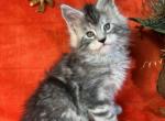 Boy - Maine Coon Kitten For Sale - NY, US