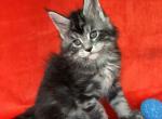 Starlet pet girl - Maine Coon Kitten For Sale - NY, US