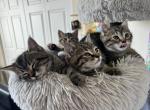 Half blood Scottish Straight - Domestic Kitten For Sale - 