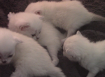 NEW LITTER  with blue eyes - Scottish Fold Kitten For Sale - Huntington Beach, CA, US