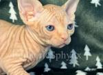 Segor - Sphynx Kitten For Sale - Wilmington, MA, US