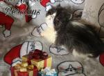 Cfa black bicolor boy kitten - Persian Kitten For Sale - Woodburn, IN, US