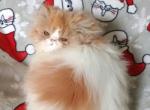 Cfa red bicolor Persian kitten ready - Persian Kitten For Sale - Woodburn, IN, US