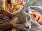 Gray - Devon Rex Cat For Sale/Retired Breeding - New Port Richey, FL, US