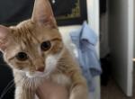 Pumpkin - Domestic Kitten For Sale - Murray, UT, US