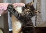 Bombay x Blake - Maine Coon Kitten For Sale - Roscoe, IL, US