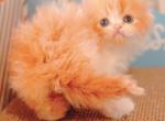 Poinsettia - Persian Kitten For Sale - Austin, TX, US