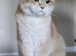 Nugget - Scottish Fold Kitten For Sale - Middletown, DE, US