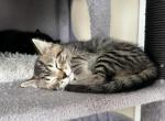 Lily - Scottish Straight Kitten For Sale - 