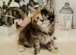 Eva_ - Maine Coon Kitten For Sale - Miami, FL, US