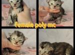 Female & male poly mainecoon - Maine Coon Kitten For Sale - Monroe, MI, US