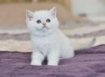 Lola Scottish - Scottish Straight Kitten For Sale - Brooklyn, NY, US