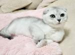 Zig - Scottish Fold Kitten For Sale - Norwalk, CT, US