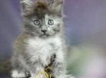 Maine Coon EZ Livia Polydactyl - Maine Coon Kitten For Sale - Brooklyn, NY, US