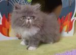 Adorable male blue bicolor kitten - Persian Kitten For Sale - PA, US