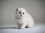 Scottish NY Valen - Scottish Fold Kitten For Sale - Brooklyn, NY, US